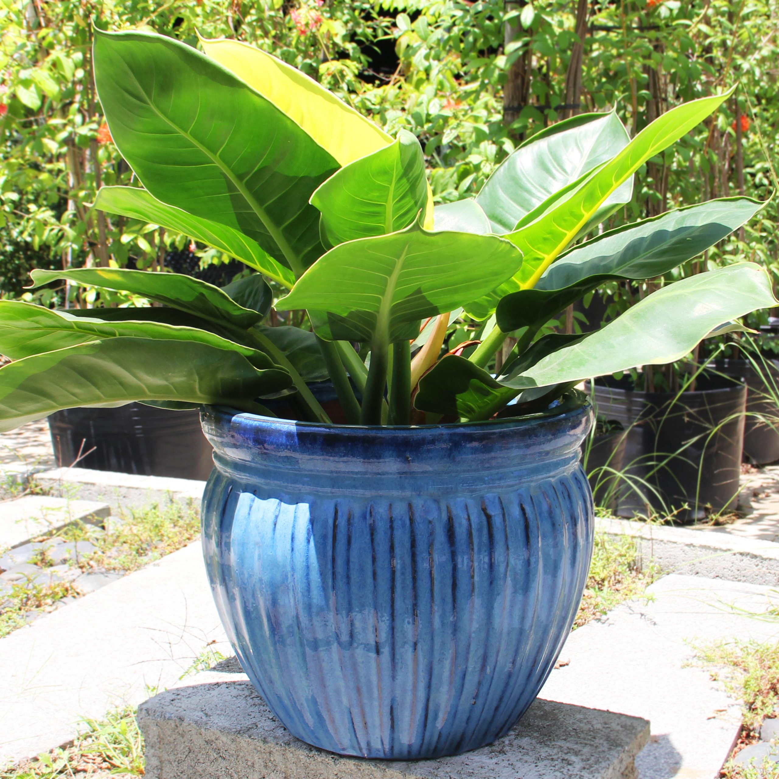 Chậu gốm trồng cây Rayshun