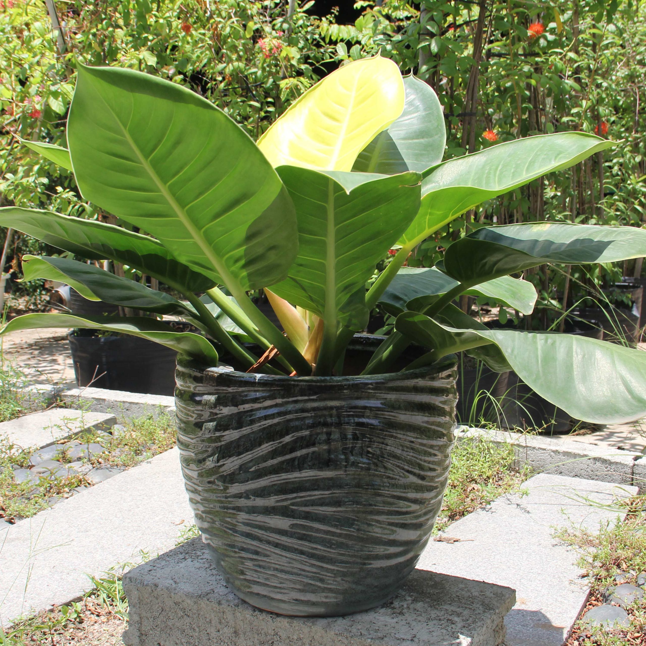 Chậu Men Acushnet