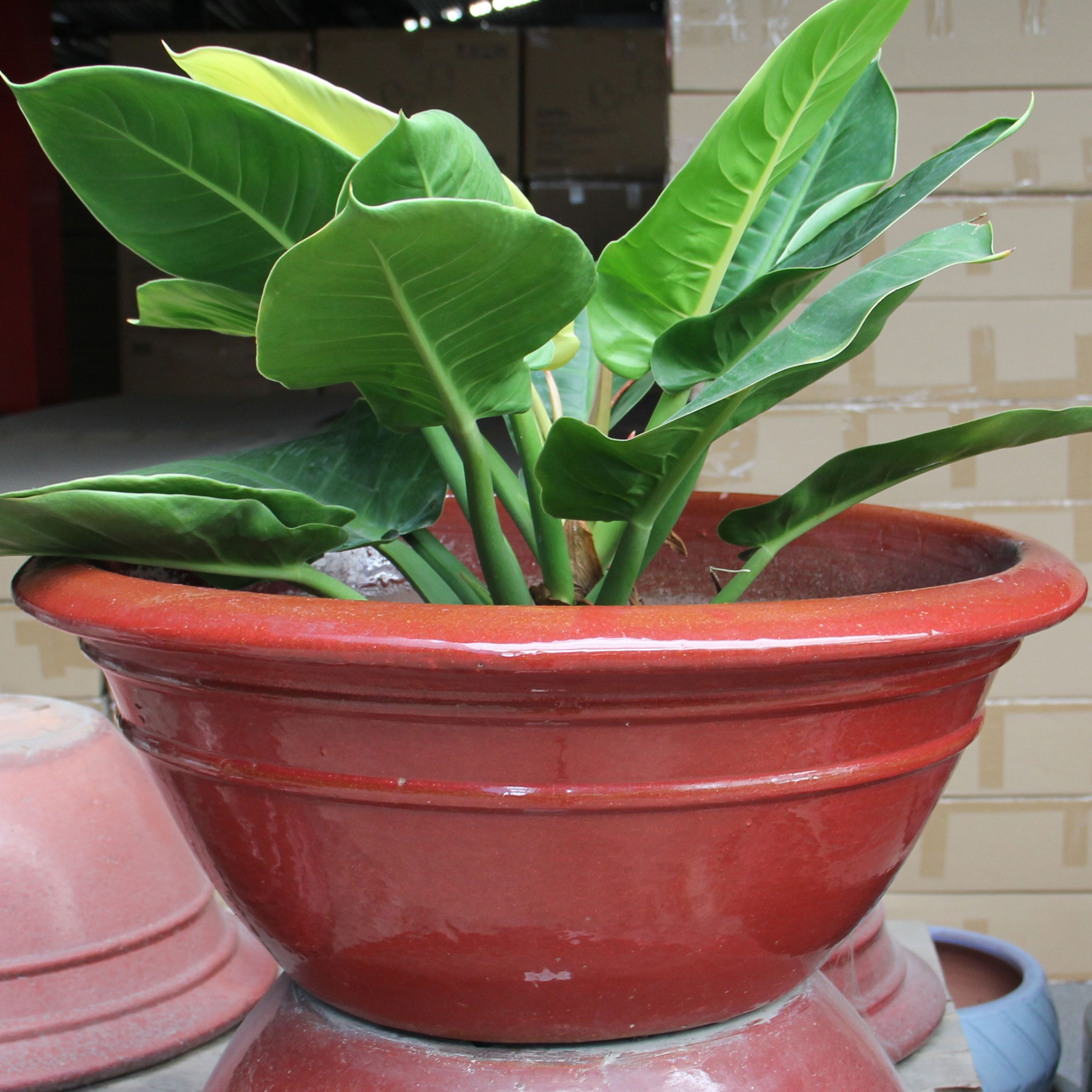 Chậu Men Mai
